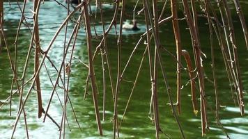 rama de árbol seco y lago con patos video