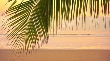 Sunrise with palm tree leaf around sea beach ocean video
