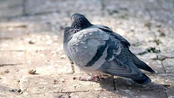 pigeon debout et lissant sur le pavé video