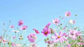 belles fleurs de cosmos pourpres video