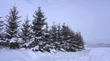 alberi di pino in inverno video