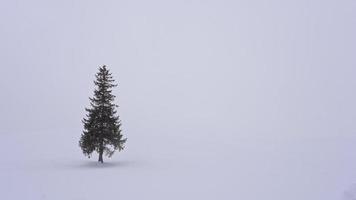 árvore de natal na neve video