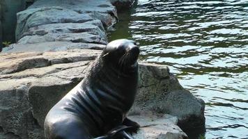 Seal on Rocks video