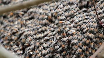 Nahaufnahme von Honigbienen video