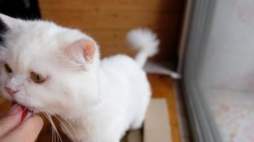 gato persa branco lambe a comida video