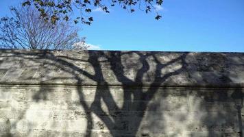 l'ombra dell'albero su un muro di pietra video