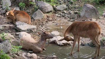 três veados descansam na floresta. video