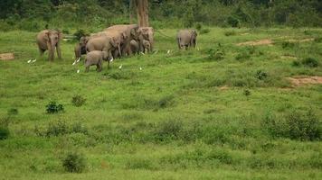 Elephants animal wildlife video