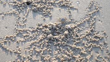 Geisterkrabben im Sand video