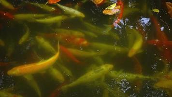 Koi Fish Swimming In A Pond video