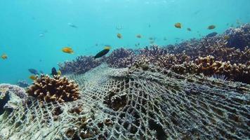 Coral reef destroyed by fish net