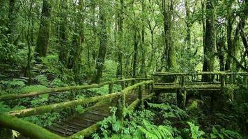 foresta pluviale, colpo di pan. video