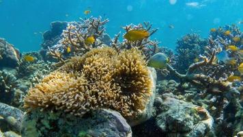 anemone di mare e pesce scuola video