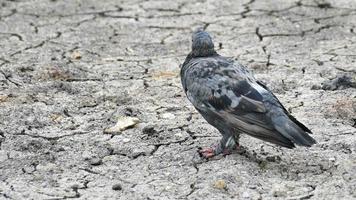 pigeons debout sur le sol fissuré video