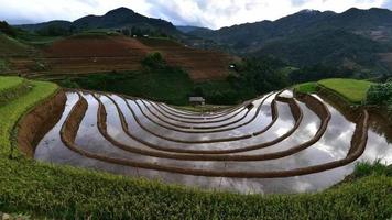 campo de arroz en terrazas. video