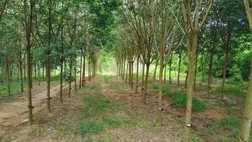 Rubber Trees Crop video