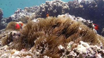pesce pagliaccio pomodoro o pesce anemone. video