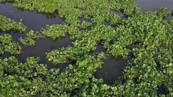 Water Hyacinth Floating Bunch video