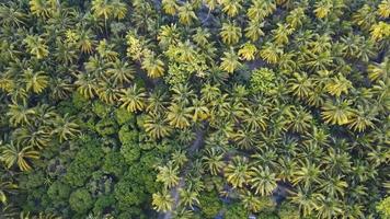 Aerial view of coconut farm.  video