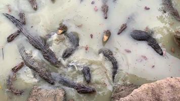 grandes cocodrilos en un lago video