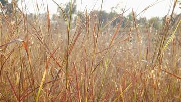hierba dorada seca en el campo