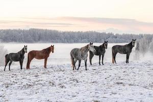 Horses standing in a snowy field photo