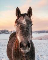 Horse is standing in a snowy field in Latvia photo