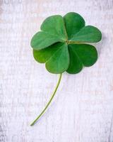 Clover on light wooden background photo