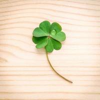 Clover with dewdrop on wooden background photo