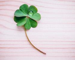 Green clover on wooden background photo