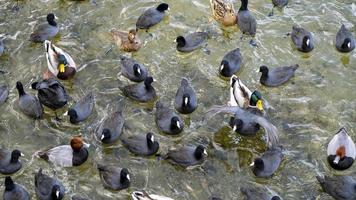 una bandada de aves acuáticas negras en un lago foto