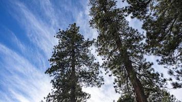 Low angle view of pine trees on a blue cloudy sky photo