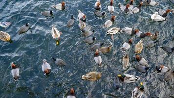 una bandada de patos en un lago