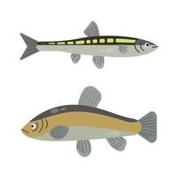Set of river fish. Fish isolated on white background. Vector illustration.