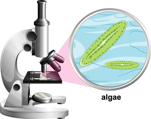 Microscope with anatomy structure of Algae on white background