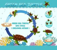 Diagram showing life cycle of Turtle vector