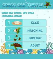 Diagram showing life cycle of Turtle vector