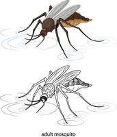 Mosquito en color y doodle sobre fondo blanco. vector