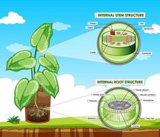 Diagram showing stem and root structure vector