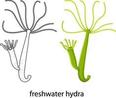 Freshwater hydra in colour and doodle on white background vector