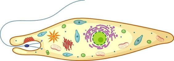 euglena aislado sobre fondo blanco vector