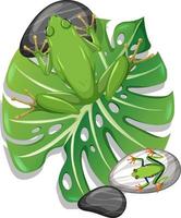 Top view of a green frog on monstera leaf isolated vector