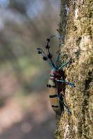 Longhorn beetle in nature photo