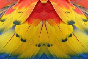 Colorful feathers for background or texture photo