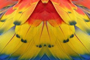 Colorful feathers for background or texture photo