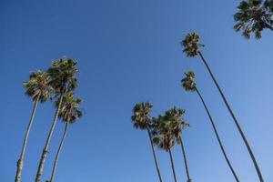 Un montón de palmeras altas en un cielo azul claro foto