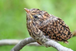 Plaintive cuckoo perched on tree branch photo