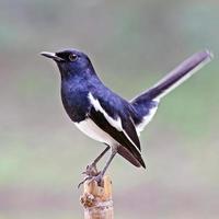 Profile of female Oriental magpie-robin photo