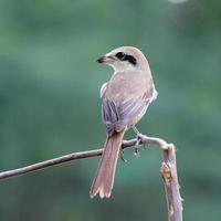 Brown shrike or Lanius cristatus photo