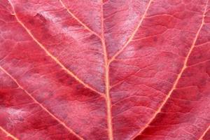 Close-up of red leaf photo